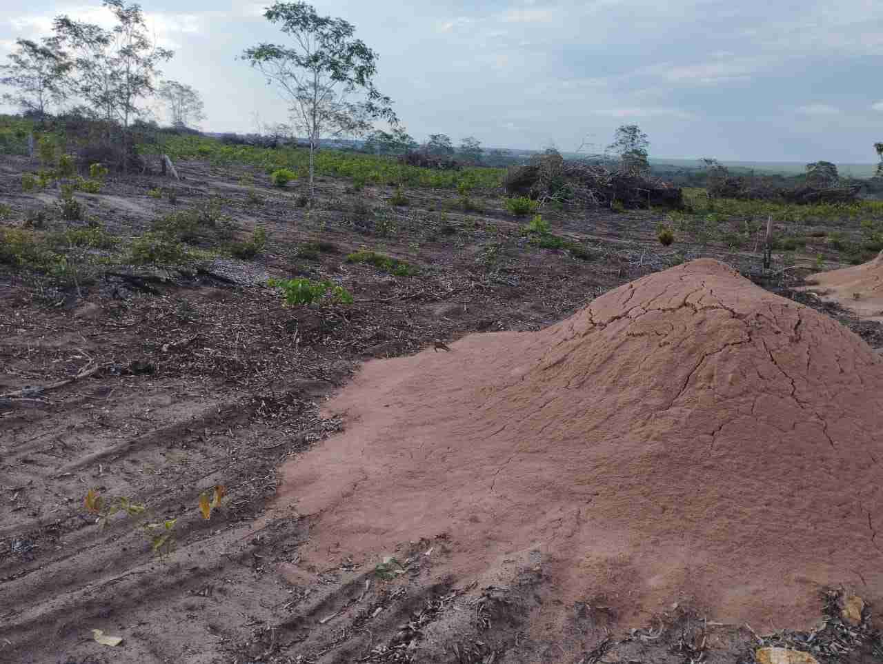 Fazenda 3000 hectares à venda , área plana, casa sede, barracão, poço artesiano, internet e 63 km da cidade de Campos de Julio MT