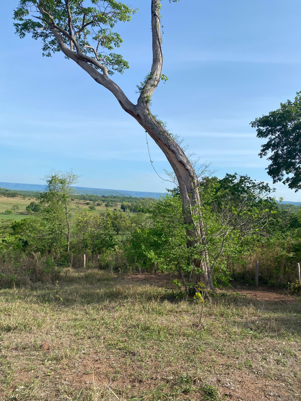 Fazenda à Venda, centro, Rosário Oeste, MT