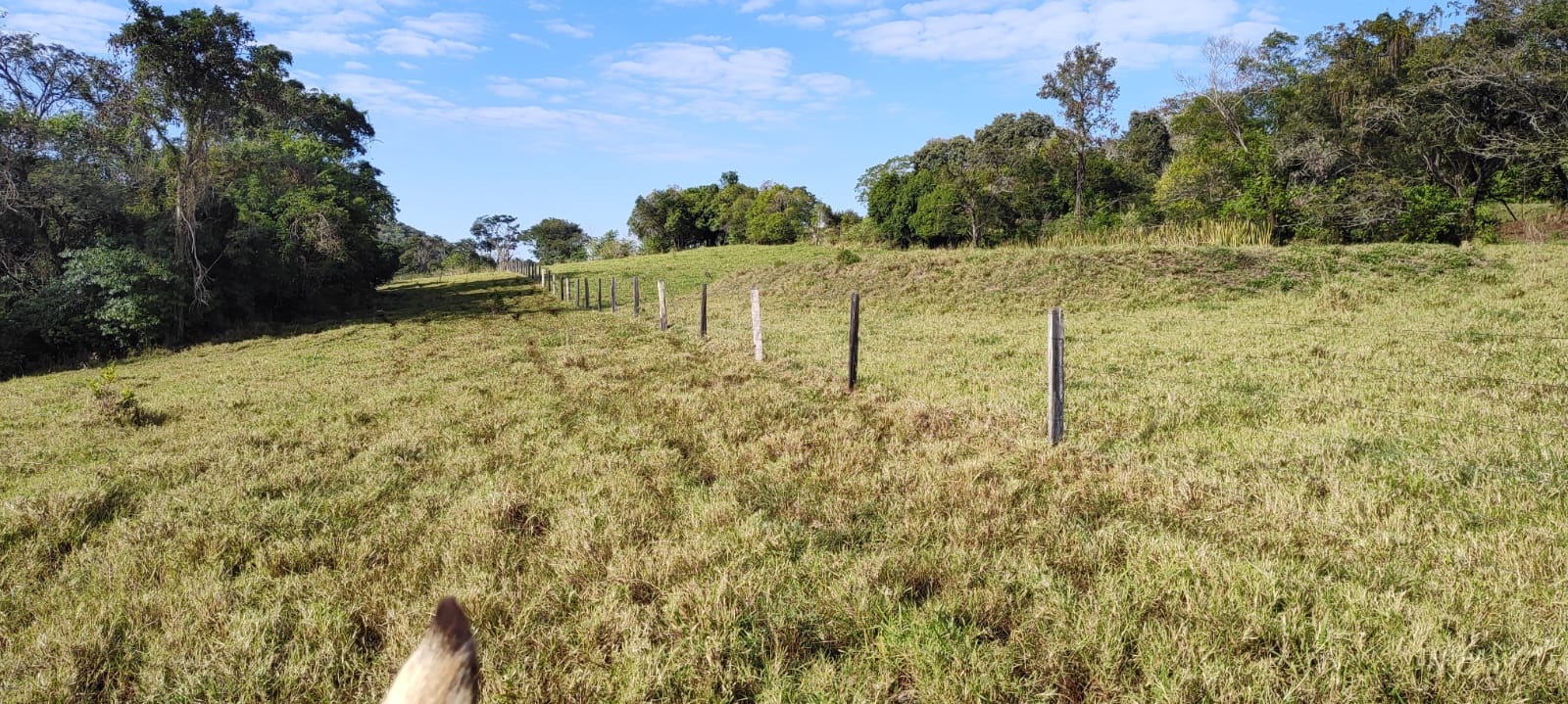 Fazenda à Venda, 102 alqueires, pastagem e plantio, com casas sede, funcionários e Colonia, barracões- região de Bandeirantes, PR