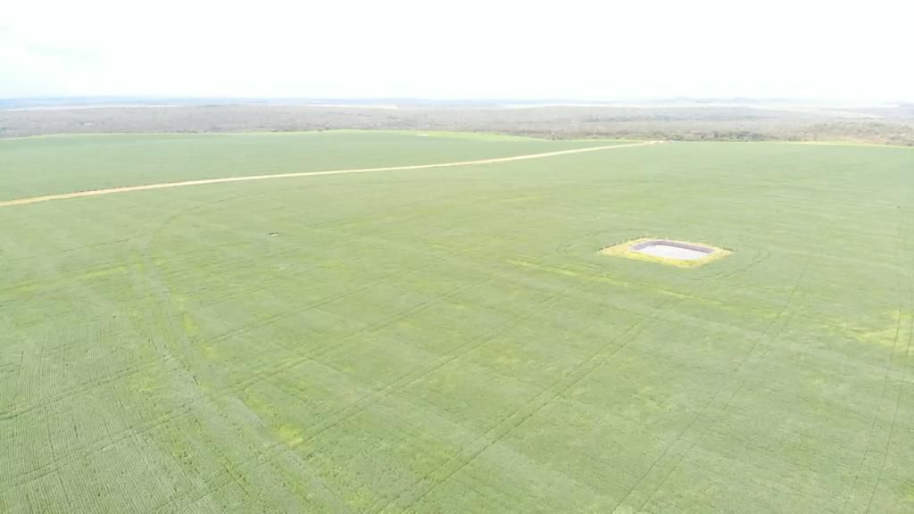 Fazenda 2149 hectares a venda, JÁ PLANTADO, PISTA DE POUSO-  Itiquira, MT