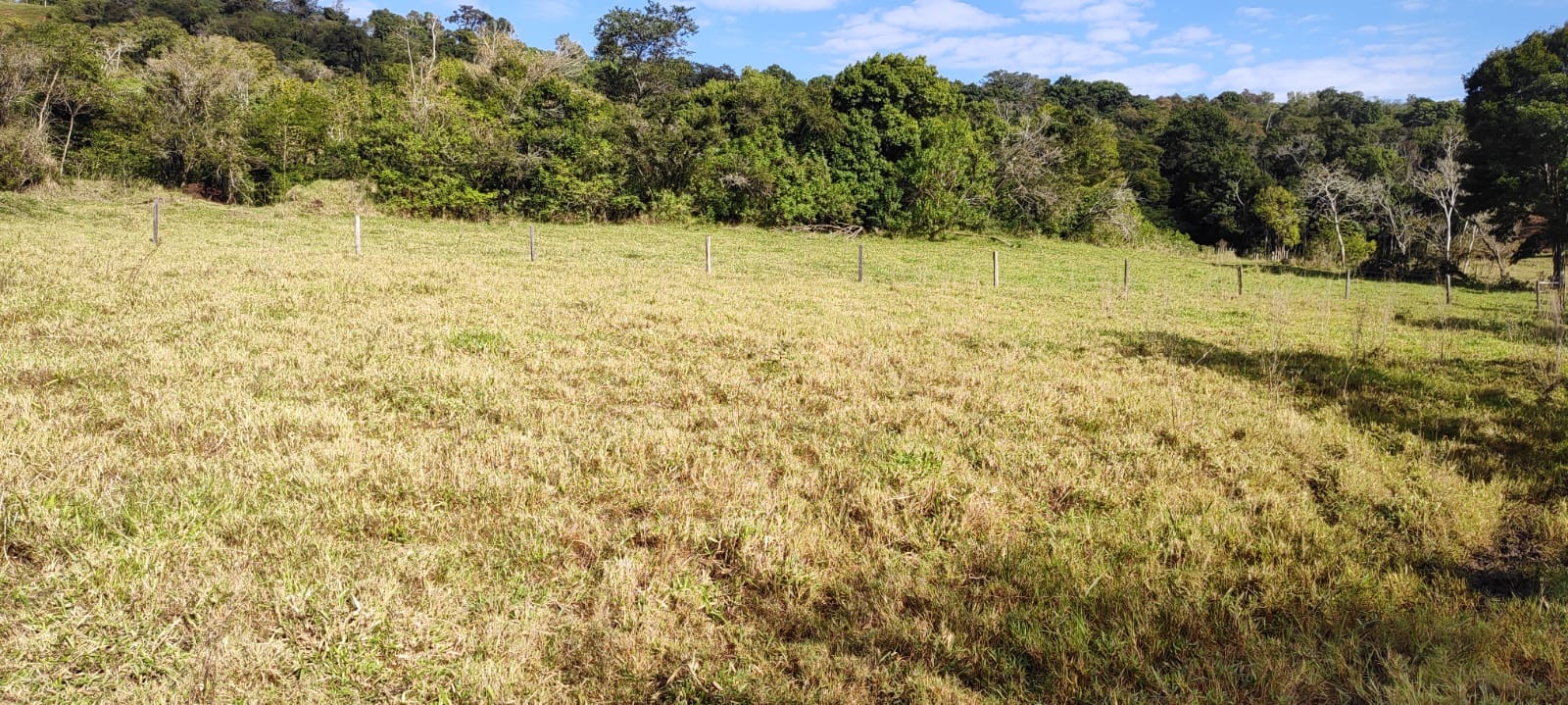 Fazenda à Venda, 102 alqueires, pastagem e plantio, com casas sede, funcionários e Colonia, barracões- região de Bandeirantes, PR