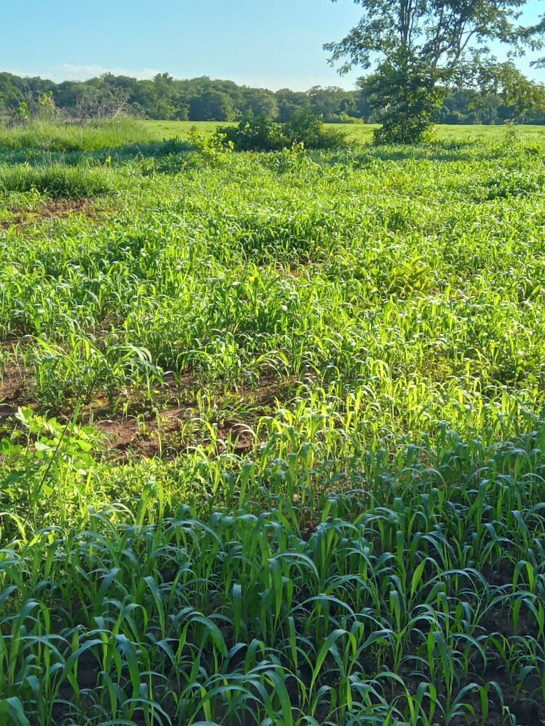Fazenda à Venda, centro, Rosário Oeste, MT