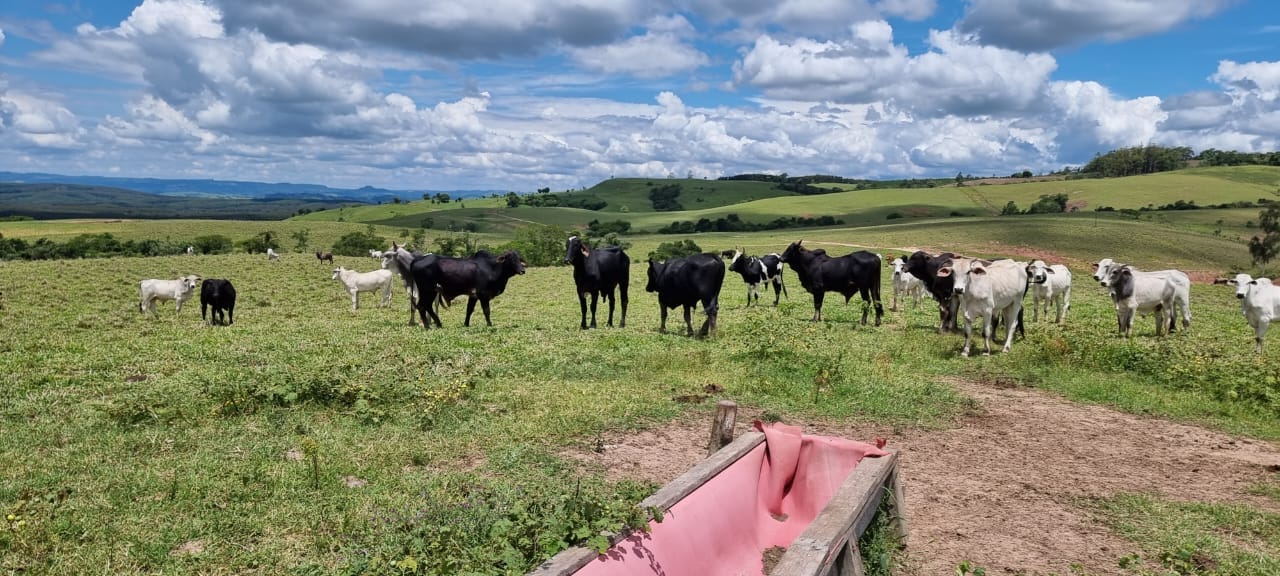 Fazenda de 125 alqueires  à venda/planta 80%/com infraestrutura/mecanizada - localizada no norte do Paraná