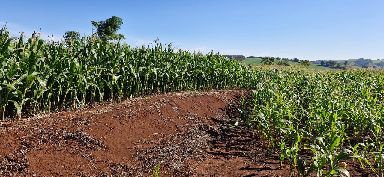 Fazenda à Venda, 102 alqueires, pastagem e plantio, com casas sede, funcionários e Colonia, barracões- região de Bandeirantes, PR