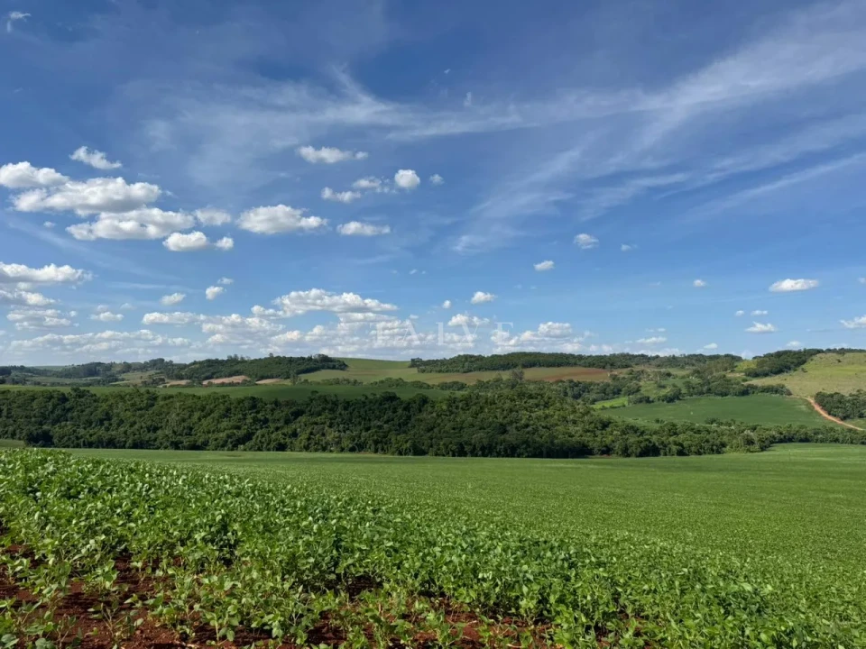 Imagens do imóveis Fazenda/Sítios/Chácaras À Venda São Luiz Londrina