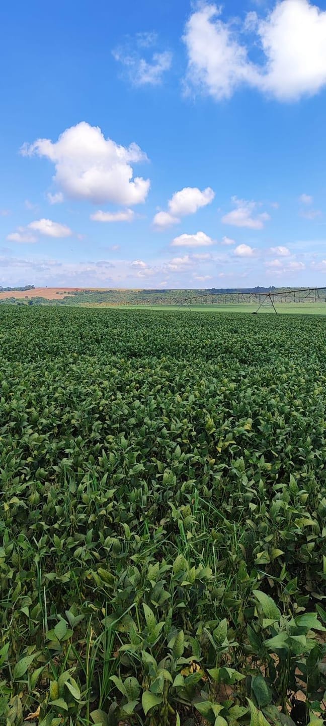 Fazenda à venda, Área Rural de Campos de Holambra, Paranapanema, SP