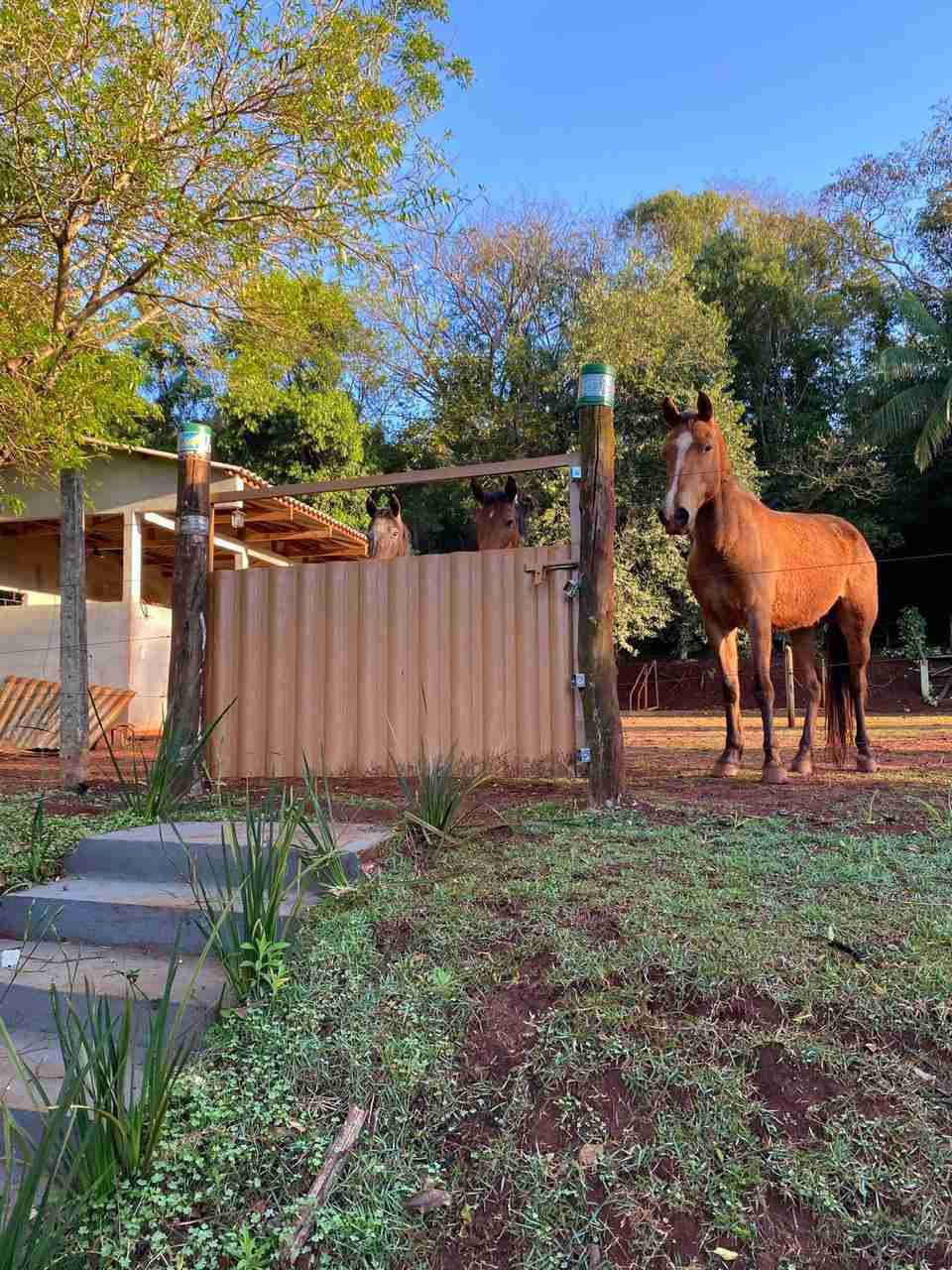 Chácara à venda, 6 mil m², casa com 250m² úteis, 3 quartos sendo 1 suíte, poço artesiano, baia de cavalos, 8km de Londrina- Limoeiro Fazenda Nata