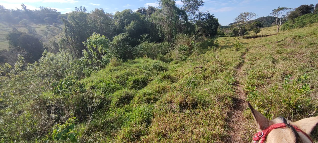 Fazenda à Venda, 102 alqueires, pastagem e plantio, com casas sede, funcionários e Colonia, barracões- região de Bandeirantes, PR