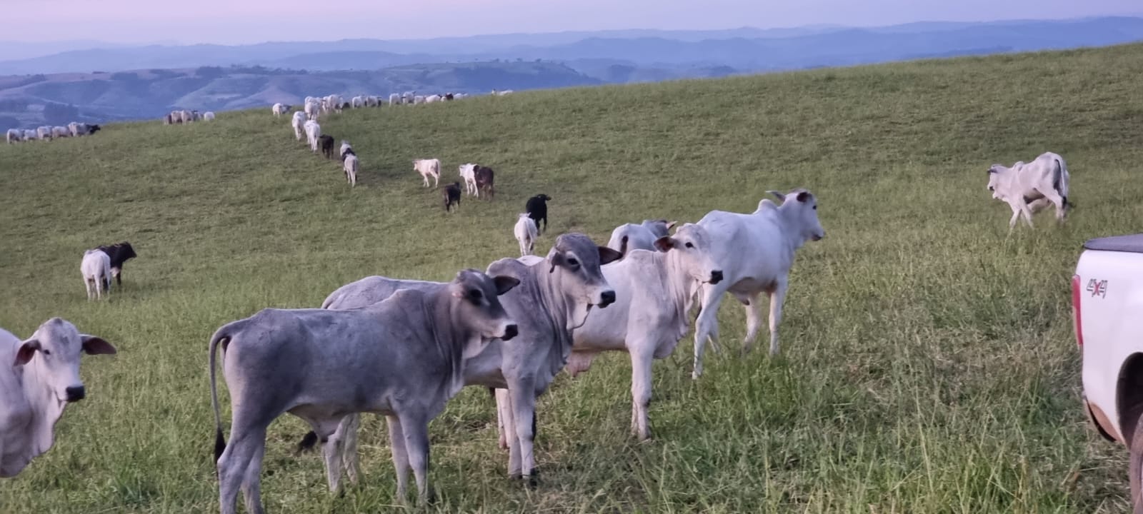 Fazenda de 125 alqueires  à venda/planta 80%/com infraestrutura/mecanizada - localizada no norte do Paraná