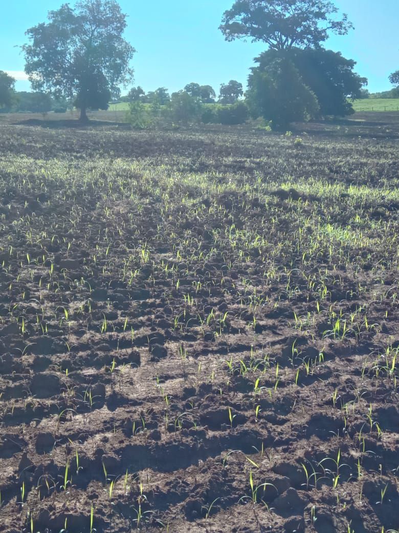 Fazenda à Venda, centro, Rosário Oeste, MT