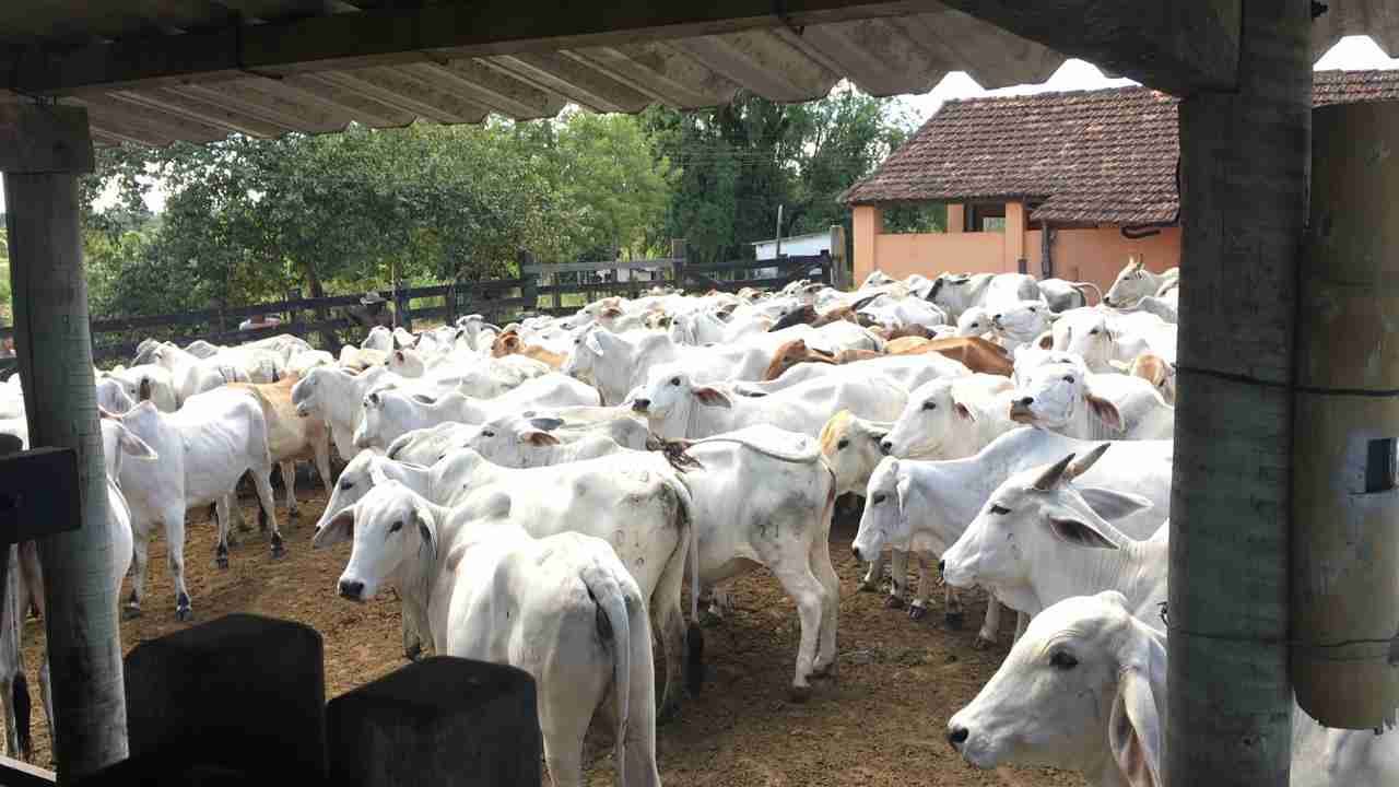 Fazenda à Venda, sao vicente, Araruama, RJ