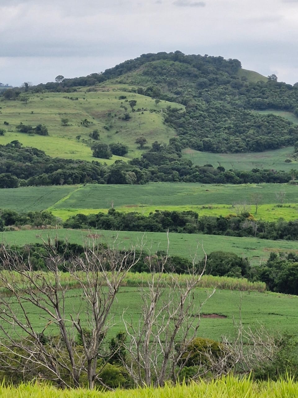 Fazenda à Venda, 102 alqueires, pastagem e plantio, com casas sede, funcionários e Colonia, barracões- região de Bandeirantes, PR