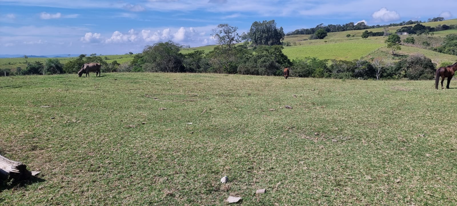 Fazenda de 125 alqueires  à venda/planta 80%/com infraestrutura/mecanizada - localizada no norte do Paraná