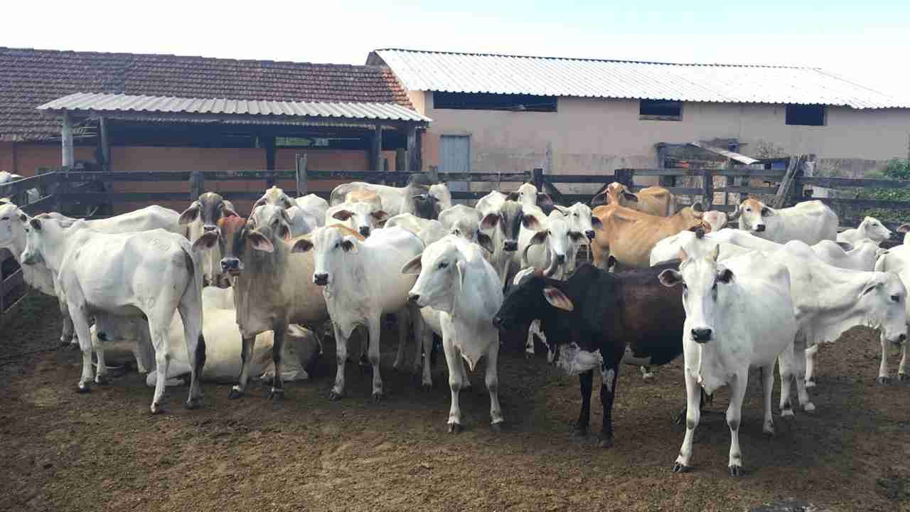 Fazenda à Venda, sao vicente, Araruama, RJ