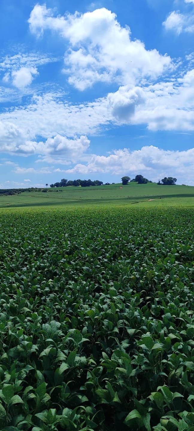 Fazenda à venda, Área Rural de Campos de Holambra, Paranapanema, SP