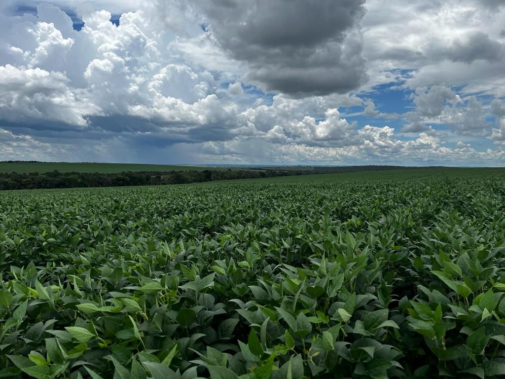 Fazenda 2149 hectares a venda, JÁ PLANTADO, PISTA DE POUSO-  Itiquira, MT