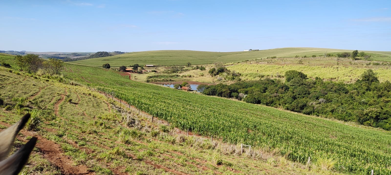 Fazenda à Venda, 102 alqueires, pastagem e plantio, com casas sede, funcionários e Colonia, barracões- região de Bandeirantes, PR