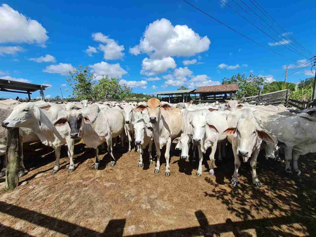 Fazenda à Venda, sao vicente, Araruama, RJ