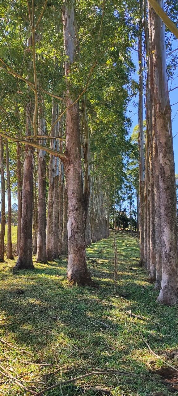 Fazenda à venda, Área Rural de Pardinho, Pardinho, SP