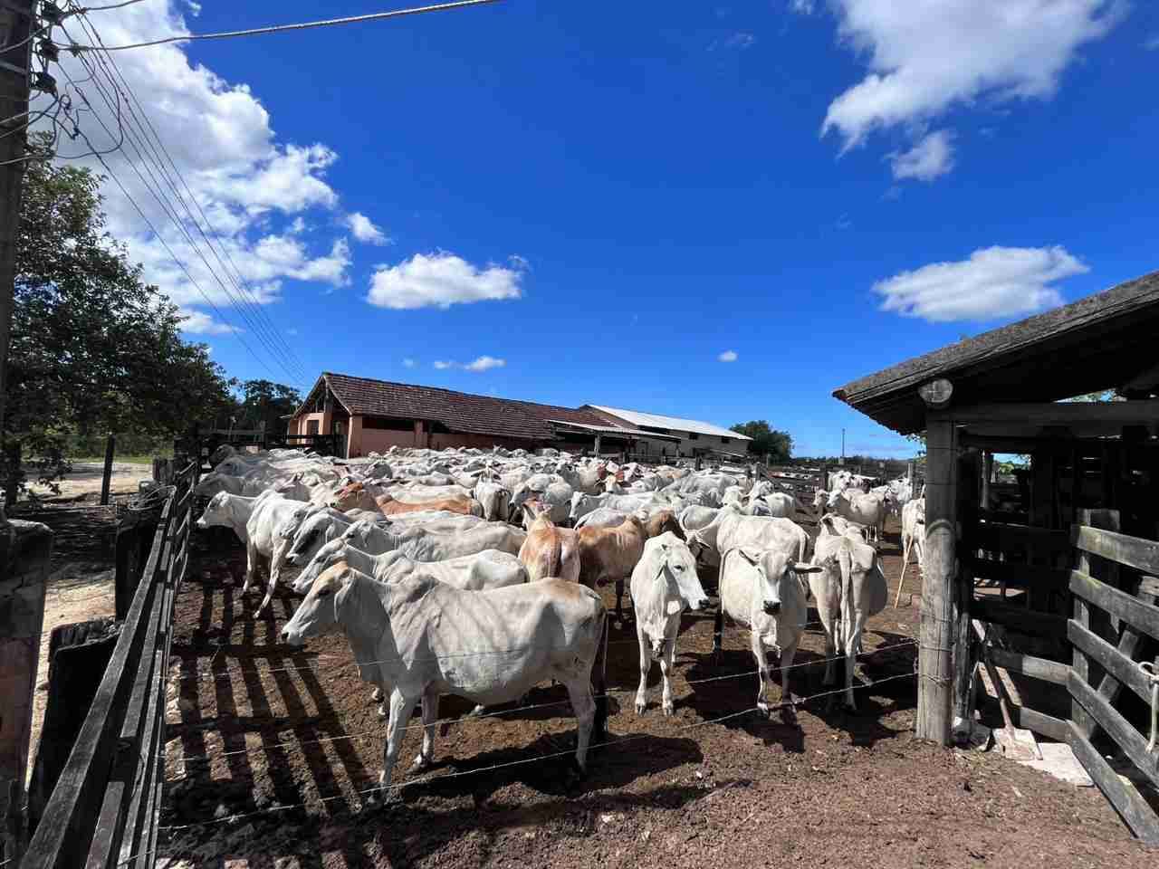Fazenda à Venda, sao vicente, Araruama, RJ