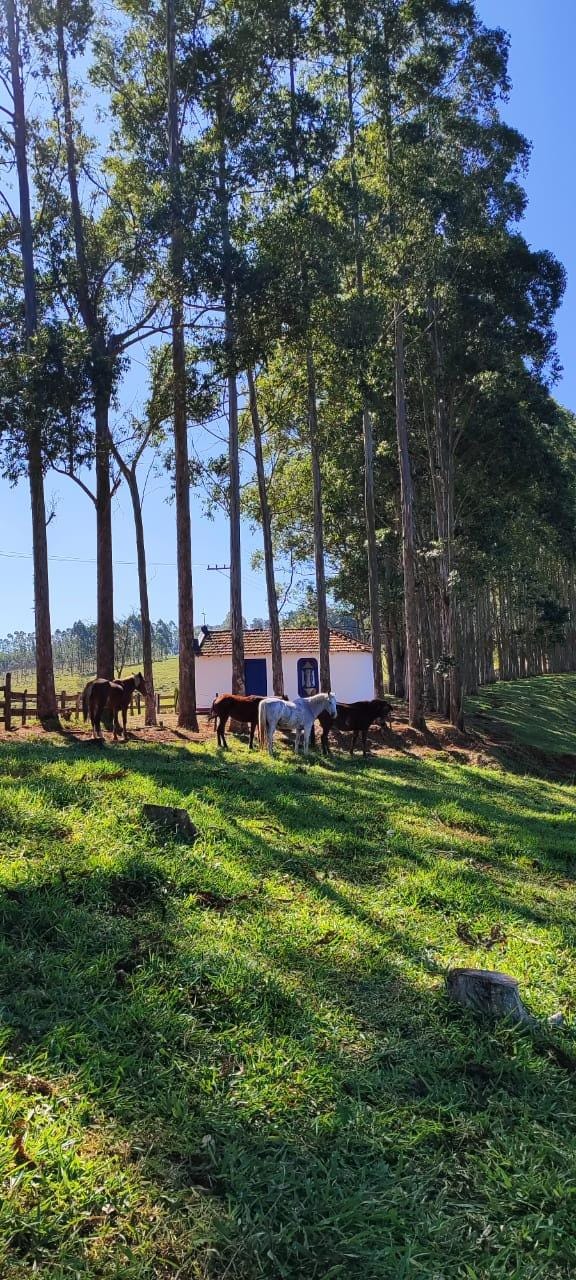 Fazenda à venda, Área Rural de Pardinho, Pardinho, SP