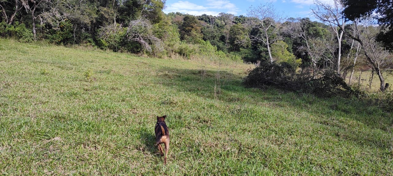 Fazenda à Venda, 102 alqueires, pastagem e plantio, com casas sede, funcionários e Colonia, barracões- região de Bandeirantes, PR