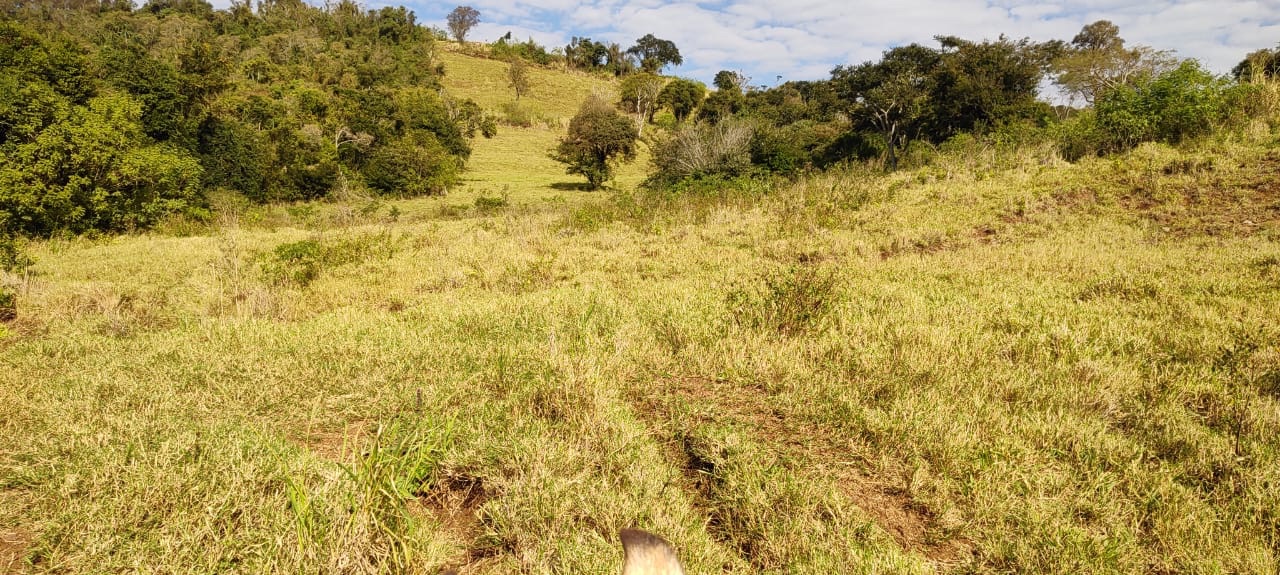 Fazenda à Venda, 102 alqueires, pastagem e plantio, com casas sede, funcionários e Colonia, barracões- região de Bandeirantes, PR