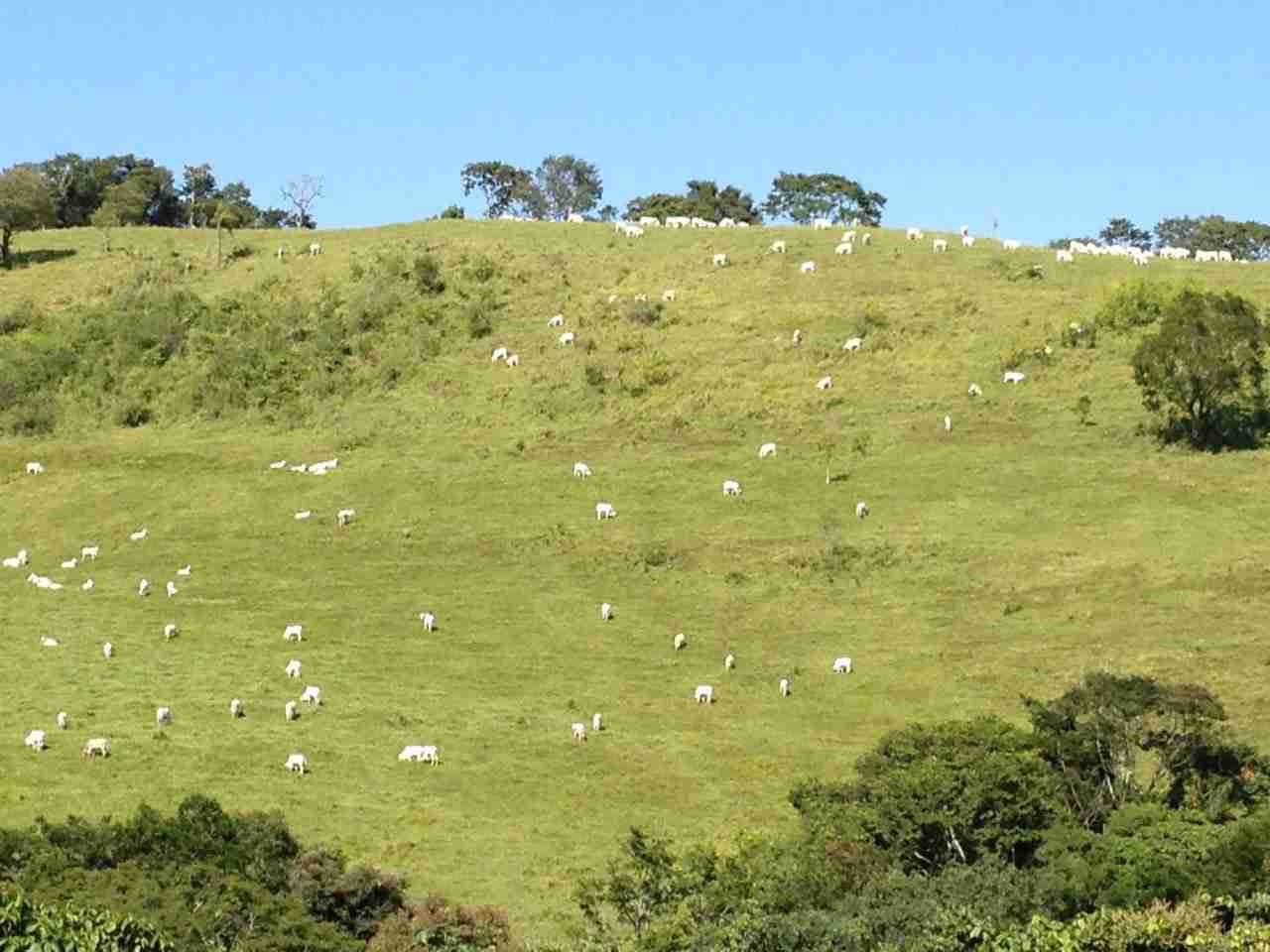 Oportunidade Fazenda 160 alqueires à venda, poço artesiano, 02 casas, perto de Ortigueira Pr