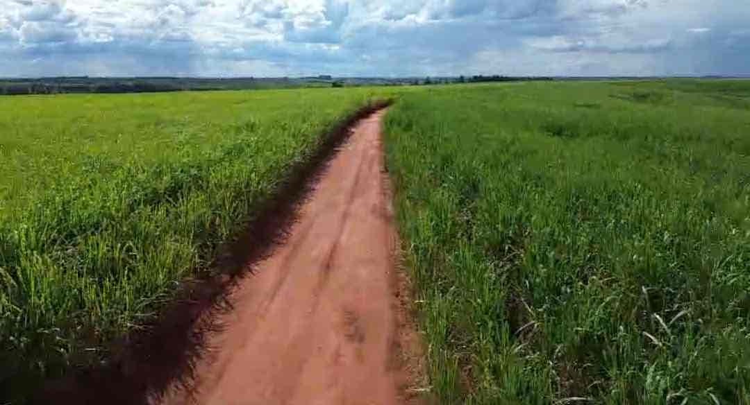 Fazenda à venda, 224 alqueires, 208 alqueires em plantação de cana inclusive arrendada na região Município de  Guaraci PR