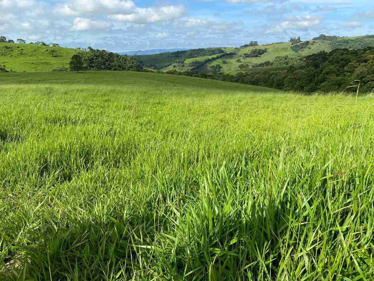 Oportunidade Fazenda 160 alqueires à venda, poço artesiano, 02 casas, perto de Ortigueira Pr