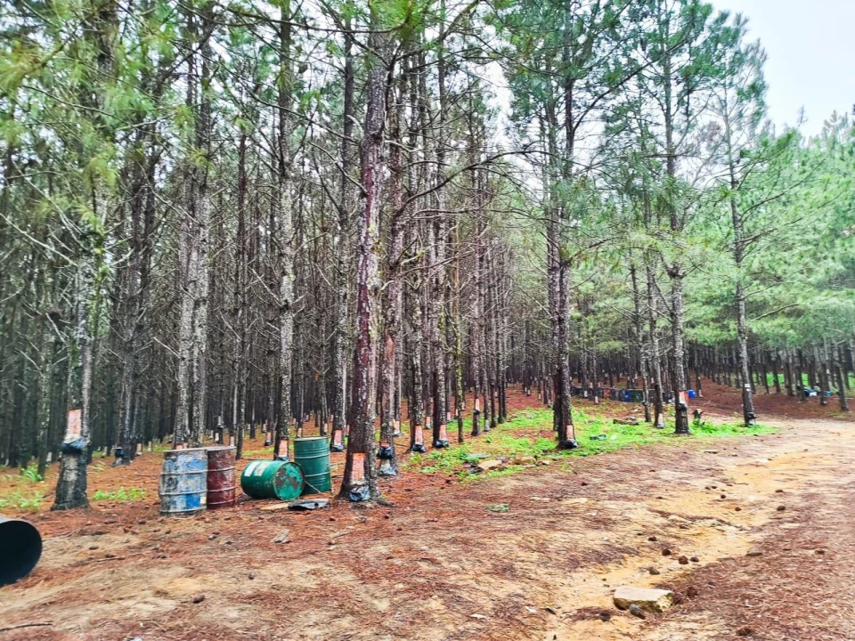 Fazenda, sítio ou chácara à venda em Centro, São Miguel Arcanjo — Residencial Estância Pousada Tucunaré - foto 3