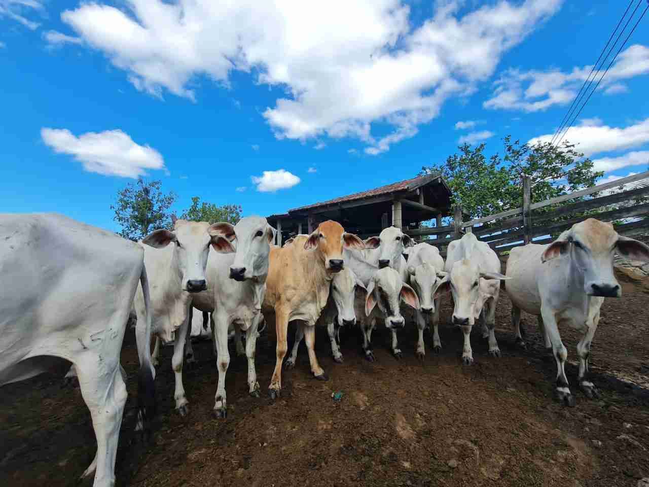 Fazenda à Venda, sao vicente, Araruama, RJ