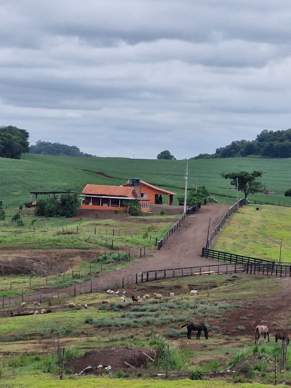 Fazenda à Venda, 102 alqueires, pastagem e plantio, com casas sede, funcionários e Colonia, barracões- região de Bandeirantes, PR