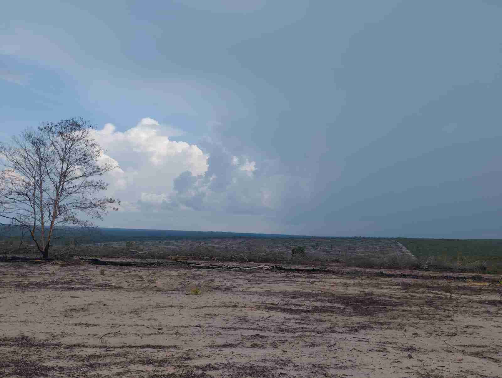 Fazenda 3000 hectares à venda , área plana, casa sede, barracão, poço artesiano, internet e 63 km da cidade de Campos de Julio MT