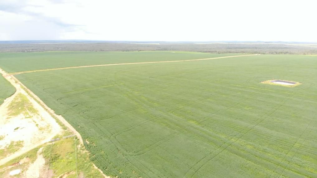 Fazenda 2149 hectares a venda, JÁ PLANTADO, PISTA DE POUSO-  Itiquira, MT