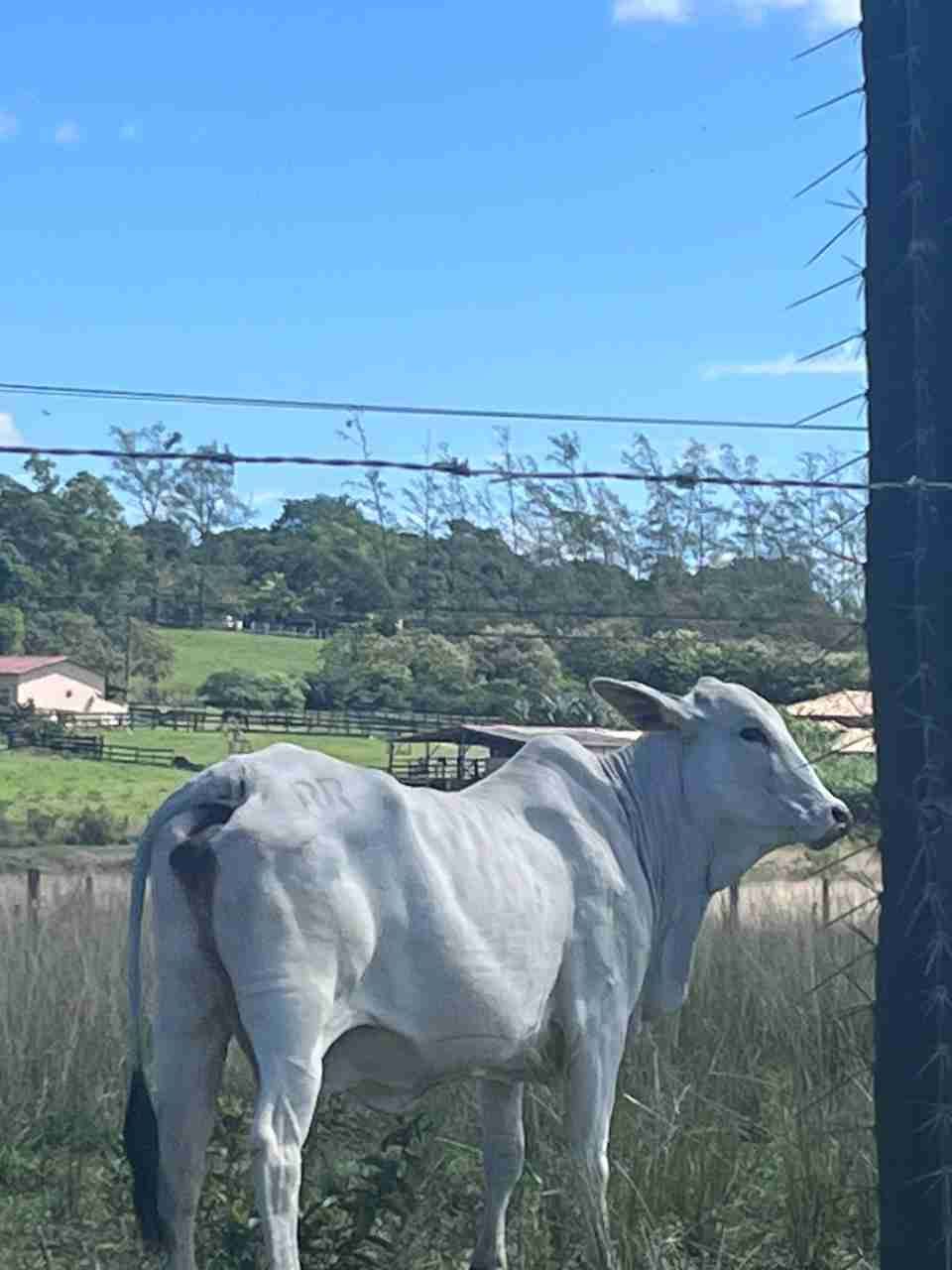 Fazenda à Venda, sao vicente, Araruama, RJ