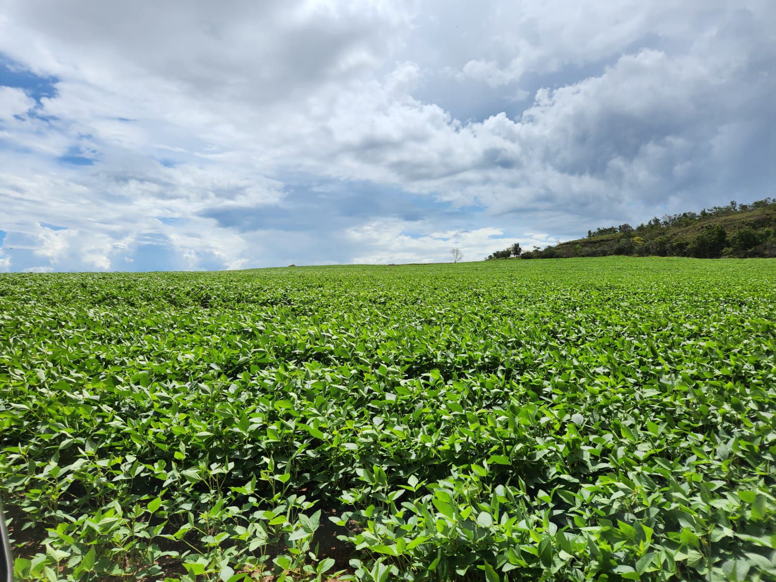 Fazenda 2149 hectares a venda, JÁ PLANTADO, PISTA DE POUSO-  Itiquira, MT