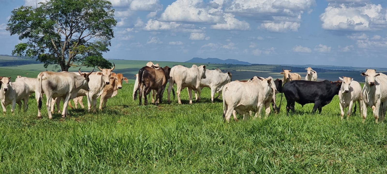 Fazenda de 125 alqueires  à venda/planta 80%/com infraestrutura/mecanizada - localizada no norte do Paraná