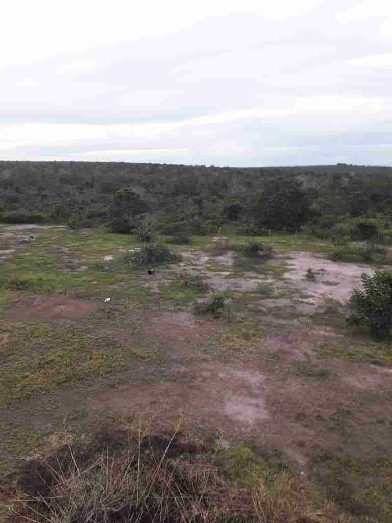 Fazenda 3000 hectares à venda , área plana, casa sede, barracão, poço artesiano, internet e 63 km da cidade de Campos de Julio MT