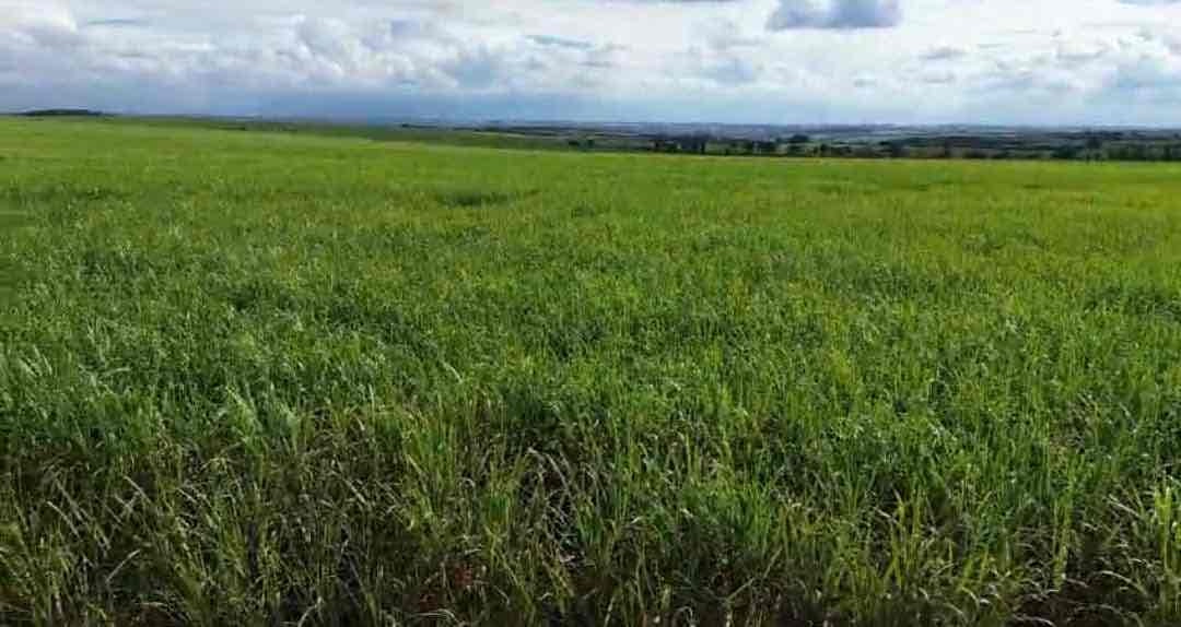 Fazenda à venda, 224 alqueires, 208 alqueires em plantação de cana inclusive arrendada na região Município de  Guaraci PR