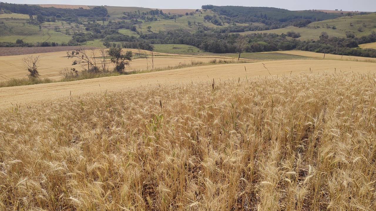 Fazenda à Venda, 102 alqueires, pastagem e plantio, com casas sede, funcionários e Colonia, barracões- região de Bandeirantes, PR