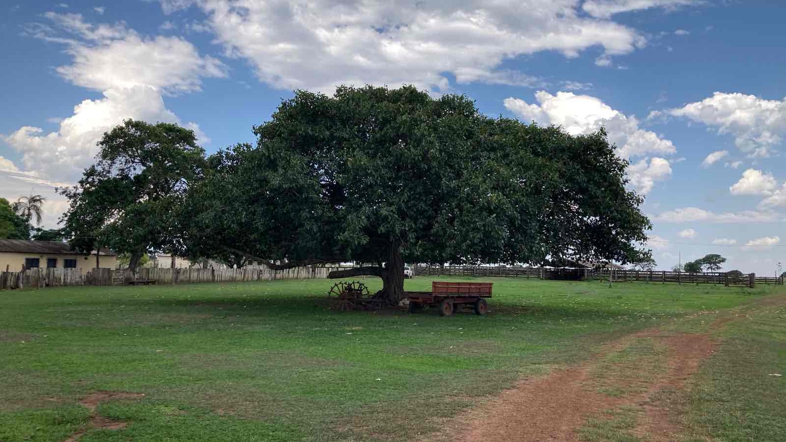 Fazenda à venda, 3000 hectares região de  Alto Garças, MT, 1400 ha abertos e agricultáveis, poço artesiano, casa sede, casa funcionário