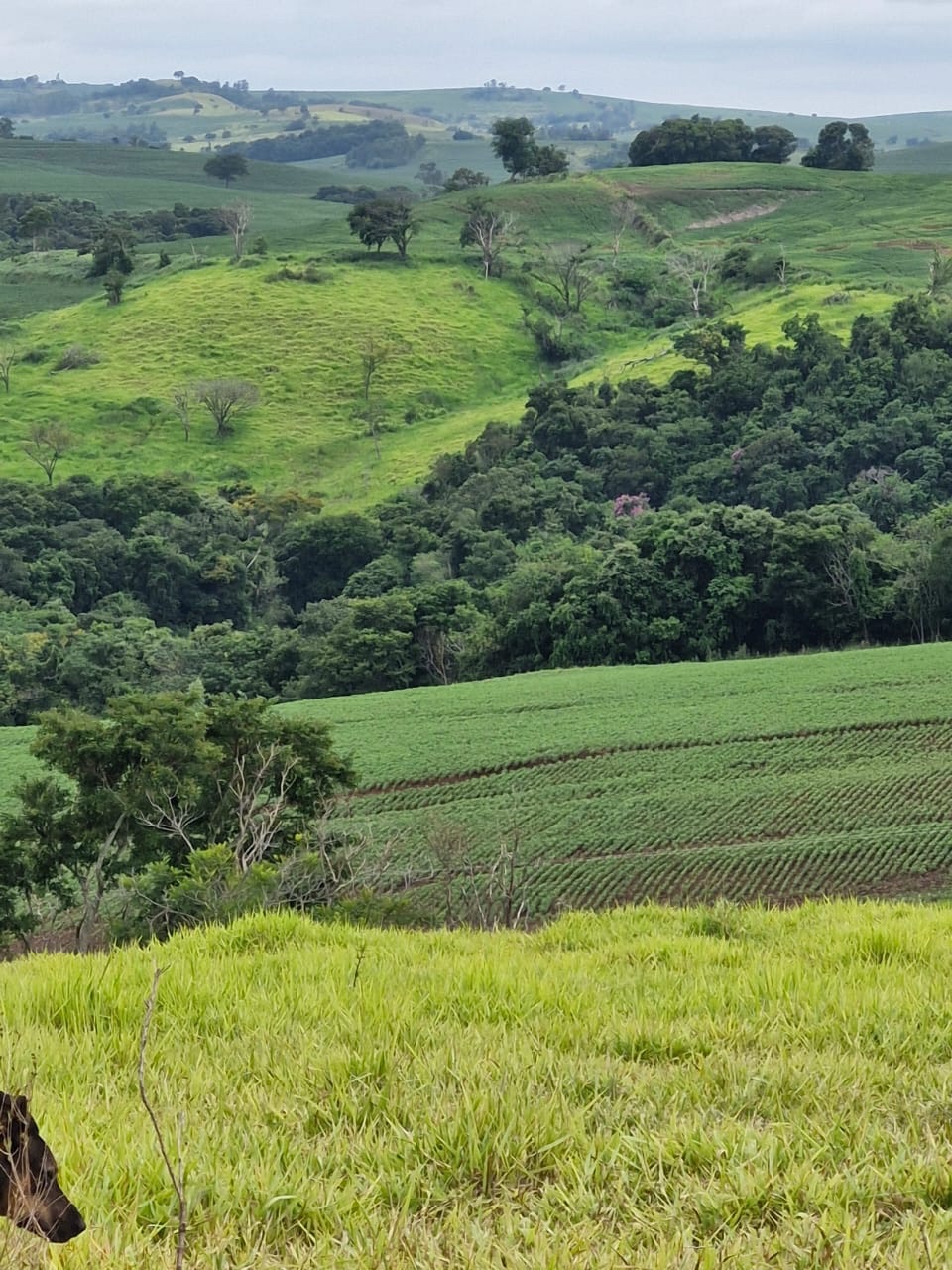 Fazenda à Venda, 102 alqueires, pastagem e plantio, com casas sede, funcionários e Colonia, barracões- região de Bandeirantes, PR