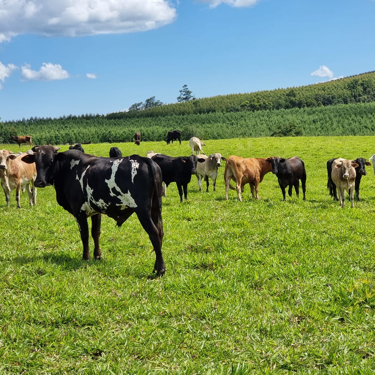 Fazenda de 125 alqueires  à venda/planta 80%/com infraestrutura/mecanizada - localizada no norte do Paraná
