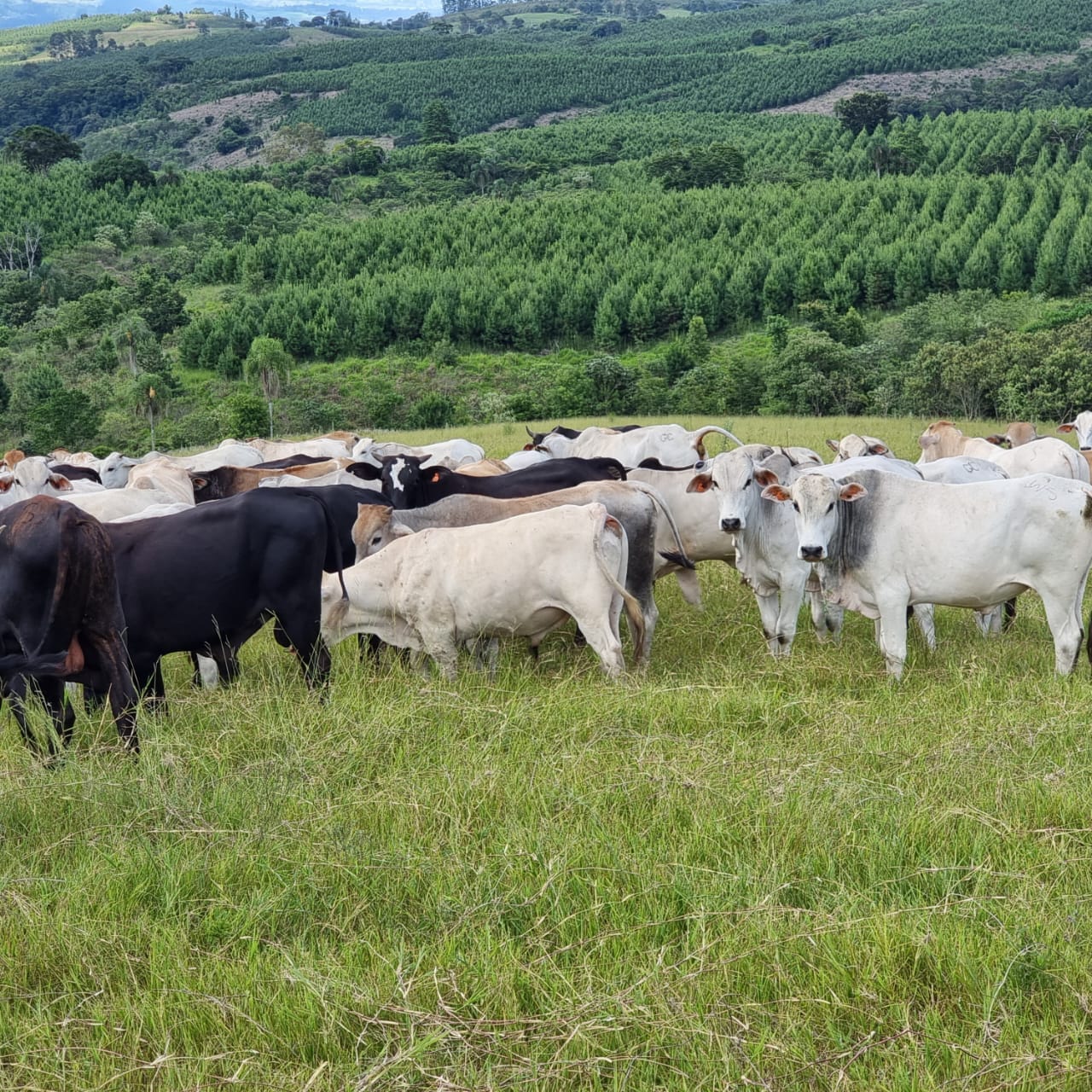Fazenda de 125 alqueires  à venda/planta 80%/com infraestrutura/mecanizada - localizada no norte do Paraná