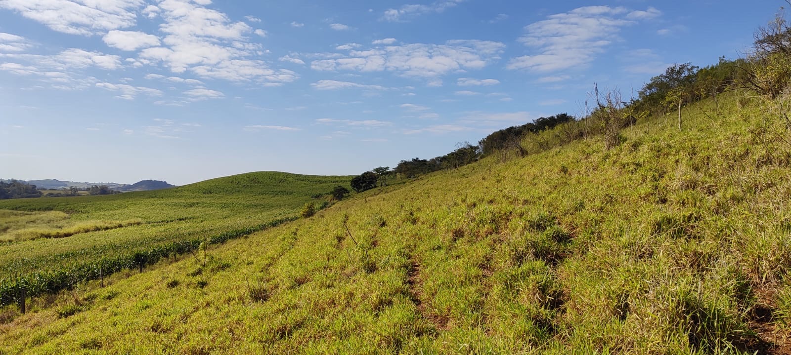 Fazenda à Venda, 102 alqueires, pastagem e plantio, com casas sede, funcionários e Colonia, barracões- região de Bandeirantes, PR