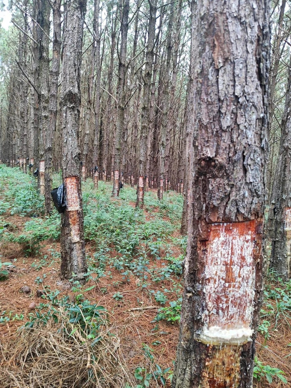Fazenda, sítio ou chácara à venda em Centro, São Miguel Arcanjo — Residencial Estância Pousada Tucunaré - foto 7
