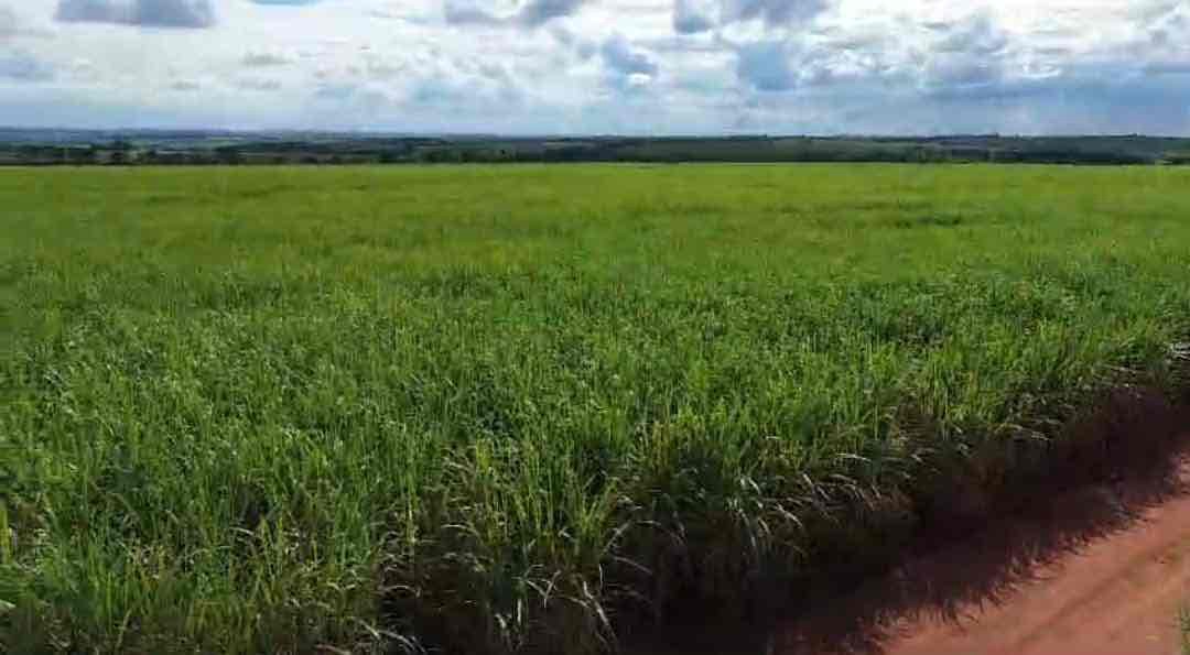 Fazenda à venda, 224 alqueires, 208 alqueires em plantação de cana inclusive arrendada na região Município de  Guaraci PR