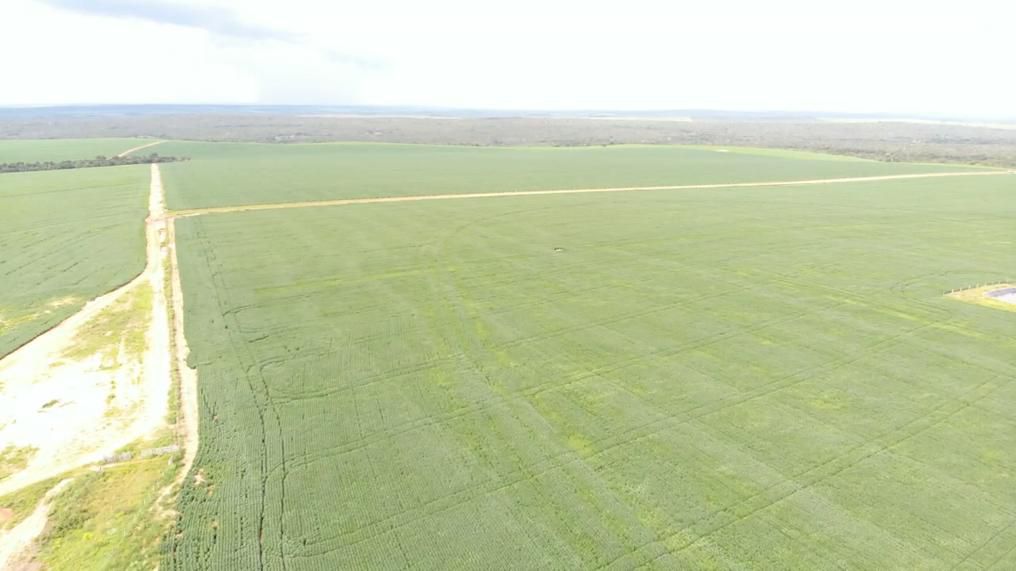 Fazenda 2149 hectares a venda, JÁ PLANTADO, PISTA DE POUSO-  Itiquira, MT