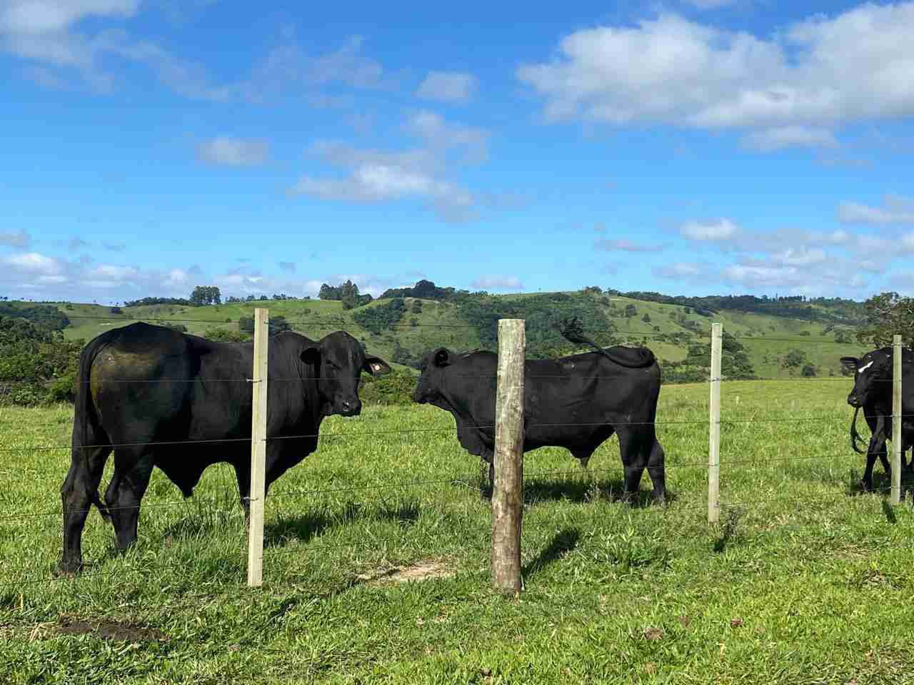 Oportunidade Fazenda 160 alqueires à venda, poço artesiano, 02 casas, perto de Ortigueira Pr